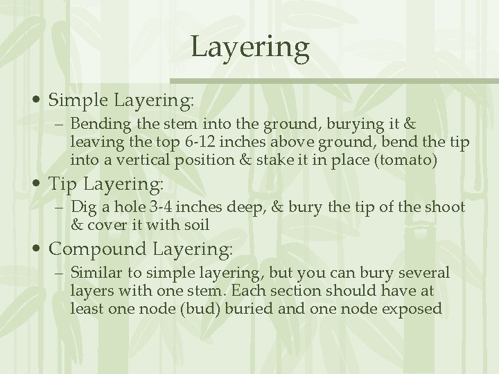 Layering • Simple Layering: – Bending the stem into the ground, burying it &