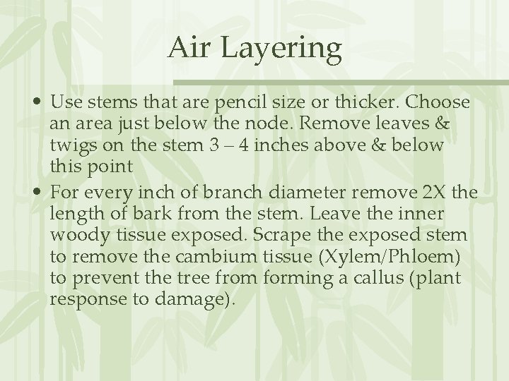 Air Layering • Use stems that are pencil size or thicker. Choose an area