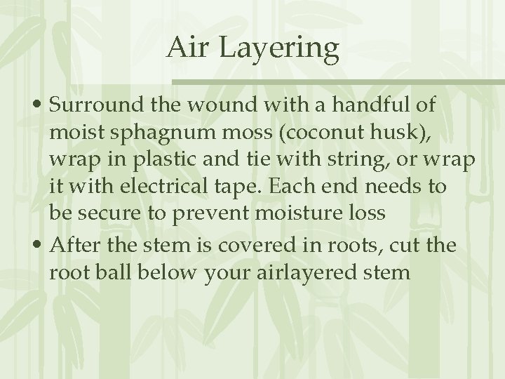 Air Layering • Surround the wound with a handful of moist sphagnum moss (coconut