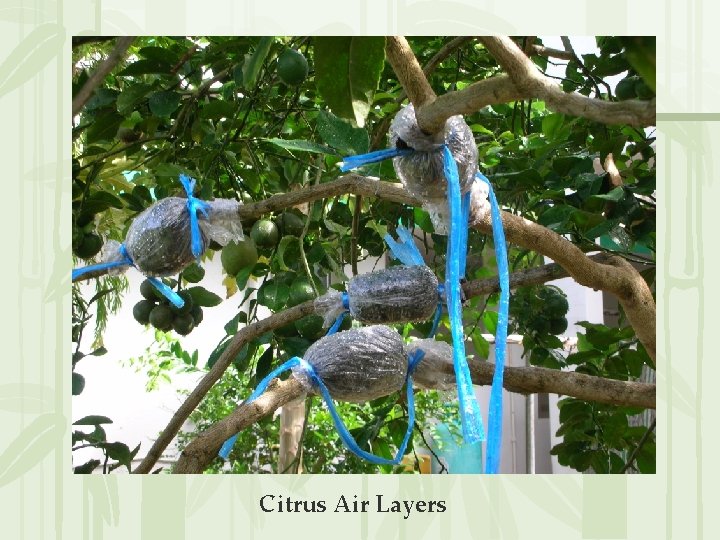 Citrus Air Layers 