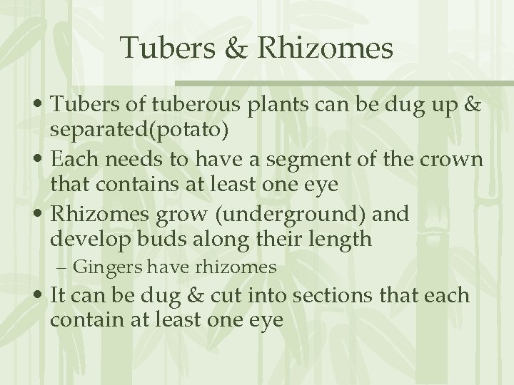 Tubers & Rhizomes • Tubers of tuberous plants can be dug up & separated(potato)
