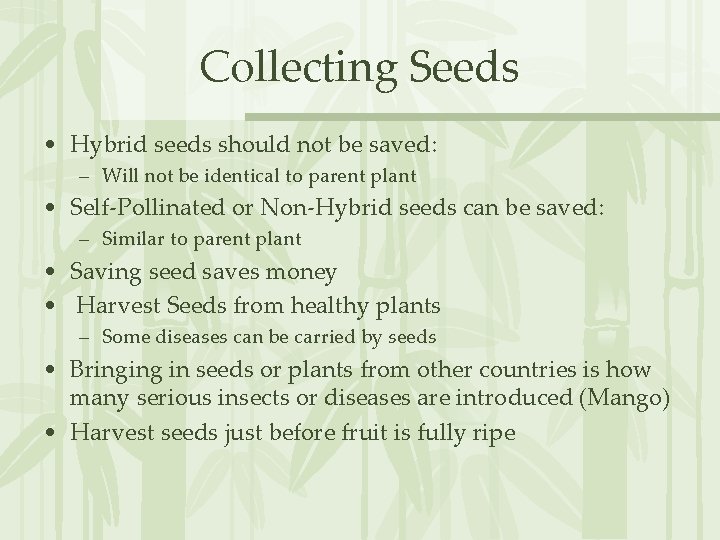 Collecting Seeds • Hybrid seeds should not be saved: – Will not be identical