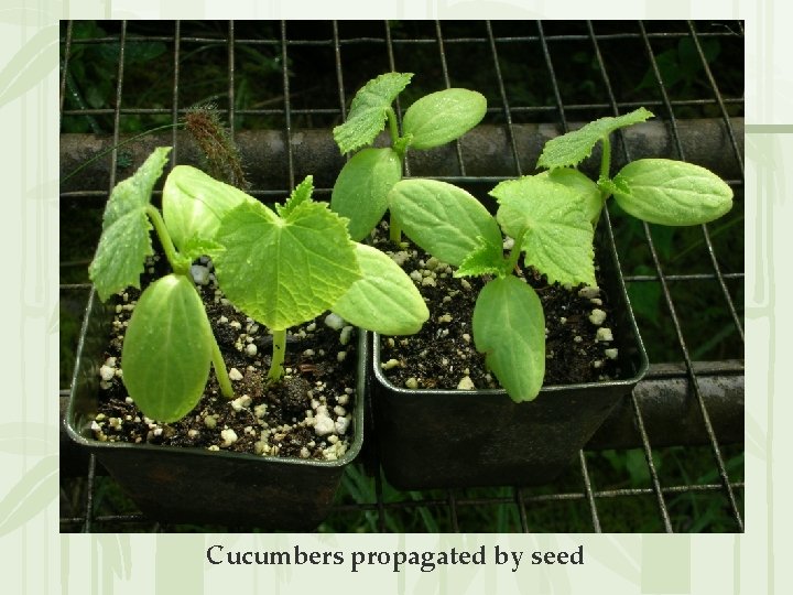 Cucumbers propagated by seed 