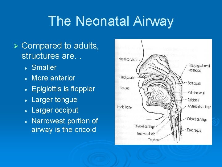 The Neonatal Airway Ø Compared to adults, structures are… l l l Smaller More