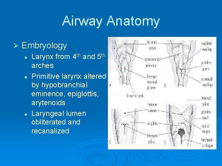 Airway Anatomy Ø Embryology l l l Larynx from 4 th and 5 th