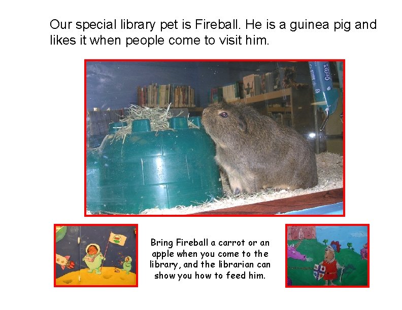 Our special library pet is Fireball. He is a guinea pig and likes it