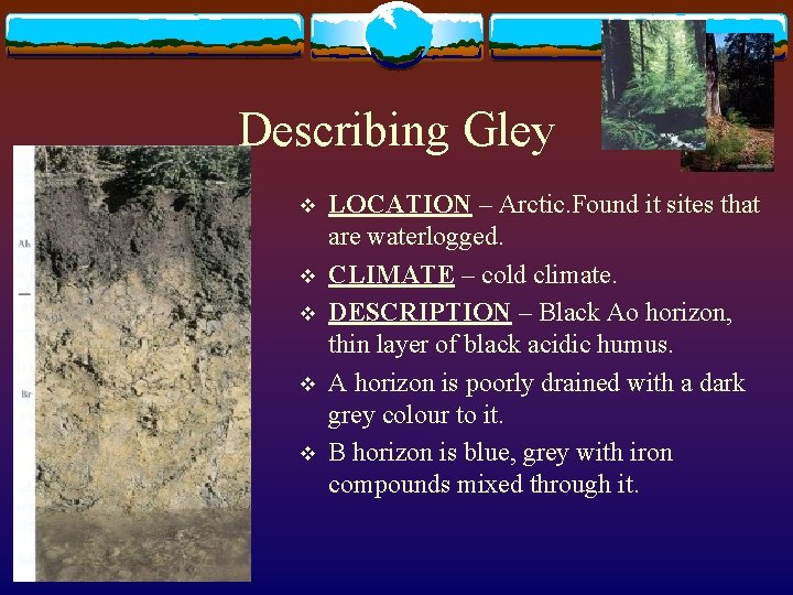 Describing Gley v v v LOCATION – Arctic. Found it sites that are waterlogged.