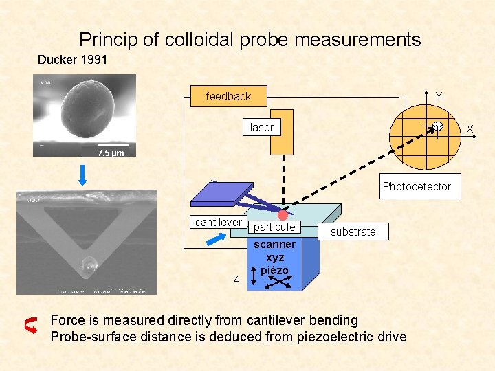 Princip of colloidal probe measurements Ducker 1991 feedback Y laser X 7, 5 µm