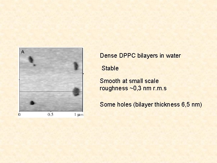 Dense DPPC bilayers in water Stable Smooth at small scale roughness ~0, 3 nm