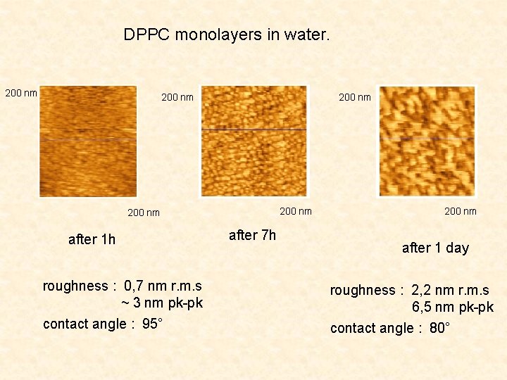 DPPC monolayers in water. 200 nm after 1 h roughness : 0, 7 nm