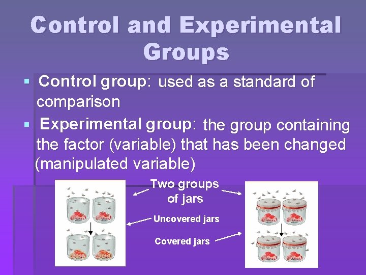 Control and Experimental Groups Control group: § used as a standard of comparison Experimental