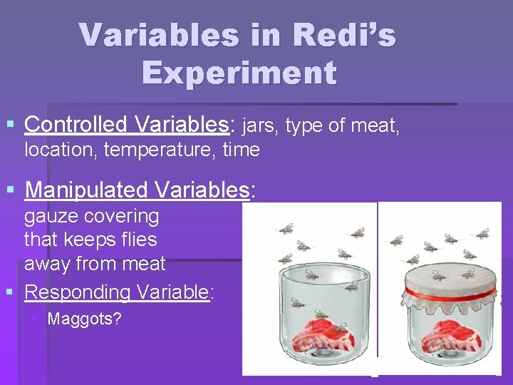 Variables in Redi’s Experiment § Controlled Variables: jars, type of meat, location, temperature, time