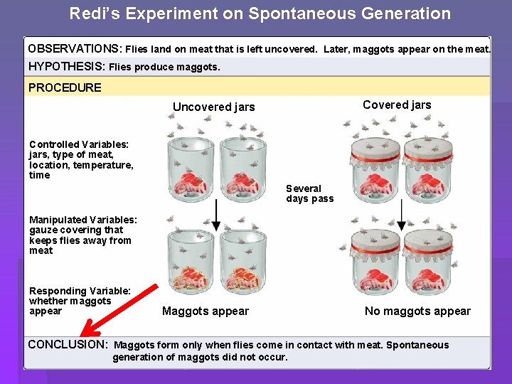 Redi’s Experiment on Spontaneous Generation OBSERVATIONS: Flies land on meat that is left uncovered.