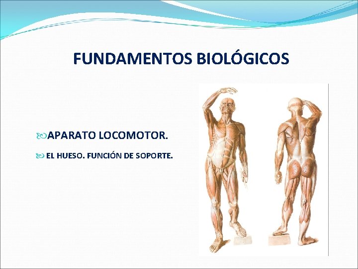  FUNDAMENTOS BIOLÓGICOS APARATO LOCOMOTOR. EL HUESO. FUNCIÓN DE SOPORTE. 