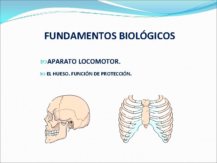  FUNDAMENTOS BIOLÓGICOS APARATO LOCOMOTOR. EL HUESO. FUNCIÓN DE PROTECCIÓN. 