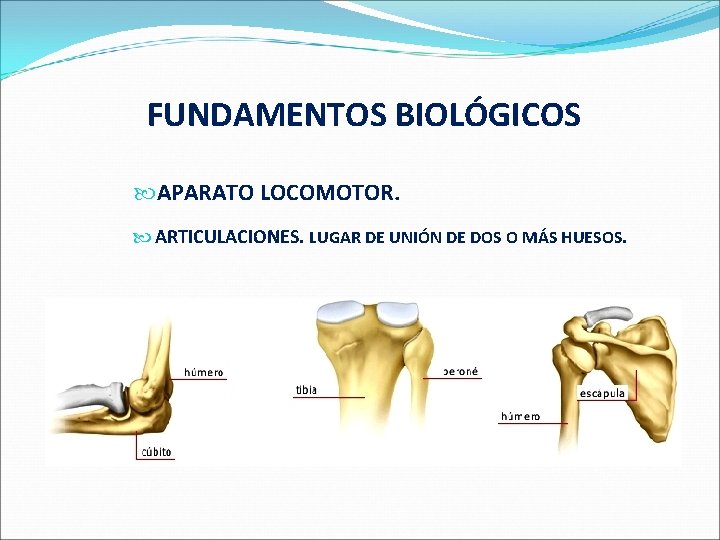  FUNDAMENTOS BIOLÓGICOS APARATO LOCOMOTOR. ARTICULACIONES. LUGAR DE UNIÓN DE DOS O MÁS HUESOS.