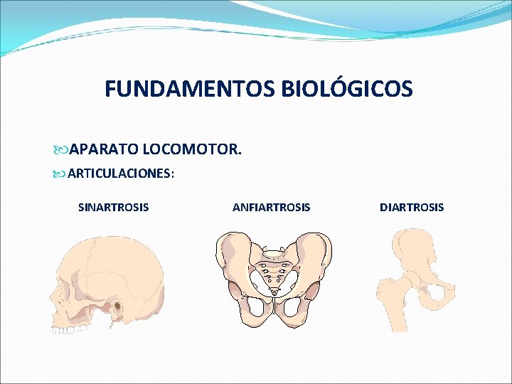  FUNDAMENTOS BIOLÓGICOS APARATO LOCOMOTOR. ARTICULACIONES: SINARTROSIS ANFIARTROSIS DIARTROSIS 