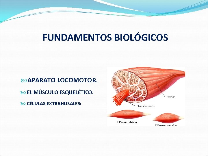  FUNDAMENTOS BIOLÓGICOS APARATO LOCOMOTOR. EL MÚSCULO ESQUELÉTICO. CÉLULAS EXTRAHUSALES: 