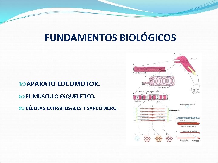  FUNDAMENTOS BIOLÓGICOS APARATO LOCOMOTOR. EL MÚSCULO ESQUELÉTICO. CÉLULAS EXTRAHUSALES Y SARCÓMERO: 