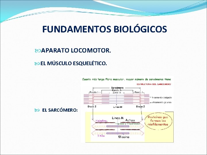  FUNDAMENTOS BIOLÓGICOS APARATO LOCOMOTOR. EL MÚSCULO ESQUELÉTICO. EL SARCÓMERO: 