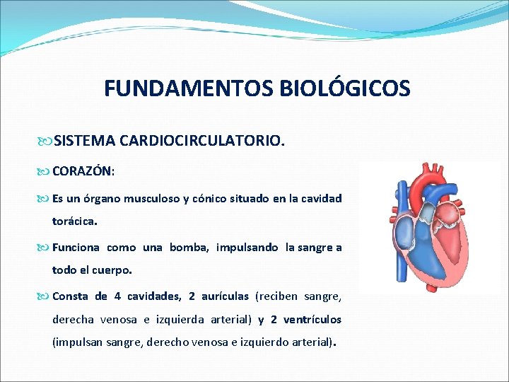  FUNDAMENTOS BIOLÓGICOS SISTEMA CARDIOCIRCULATORIO. CORAZÓN: Es un órgano musculoso y cónico situado en