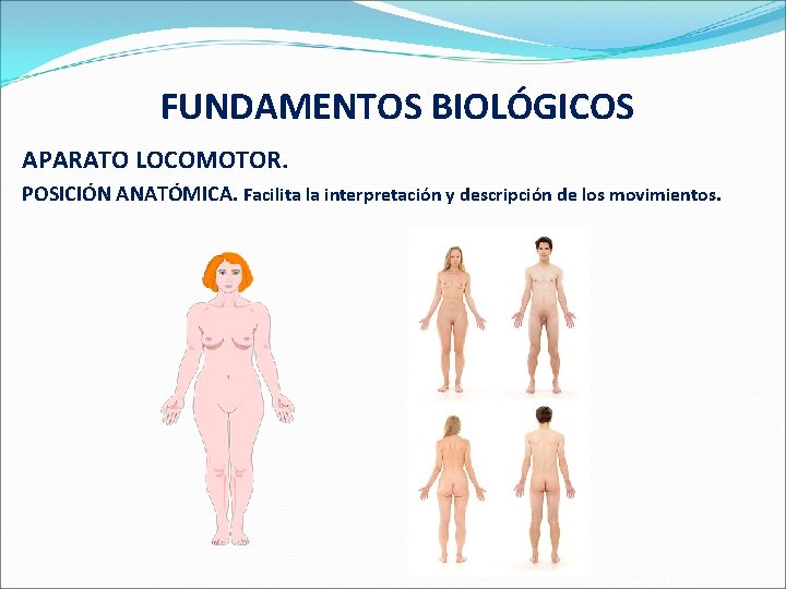  FUNDAMENTOS BIOLÓGICOS APARATO LOCOMOTOR. POSICIÓN ANATÓMICA. Facilita la interpretación y descripción de los