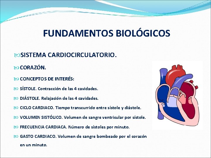  FUNDAMENTOS BIOLÓGICOS SISTEMA CARDIOCIRCULATORIO. CORAZÓN. CONCEPTOS DE INTERÉS: SÍSTOLE. Contracción de las 4