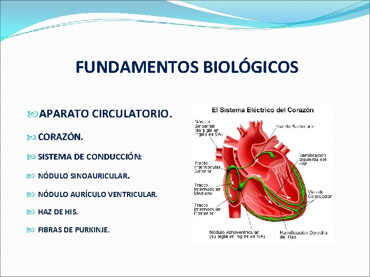  FUNDAMENTOS BIOLÓGICOS APARATO CIRCULATORIO. CORAZÓN. SISTEMA DE CONDUCCIÓN: NÓDULO SINOAURICULAR. NÓDULO AURÍCULO VENTRICULAR.