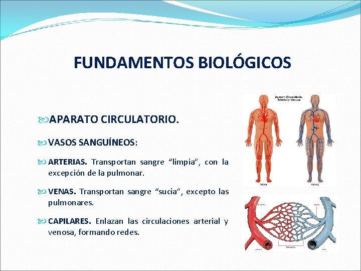  FUNDAMENTOS BIOLÓGICOS APARATO CIRCULATORIO. VASOS SANGUÍNEOS: ARTERIAS. Transportan sangre “limpia”, con la excepción