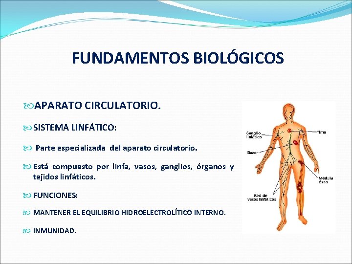  FUNDAMENTOS BIOLÓGICOS APARATO CIRCULATORIO. SISTEMA LINFÁTICO: Parte especializada del aparato circulatorio. Está compuesto