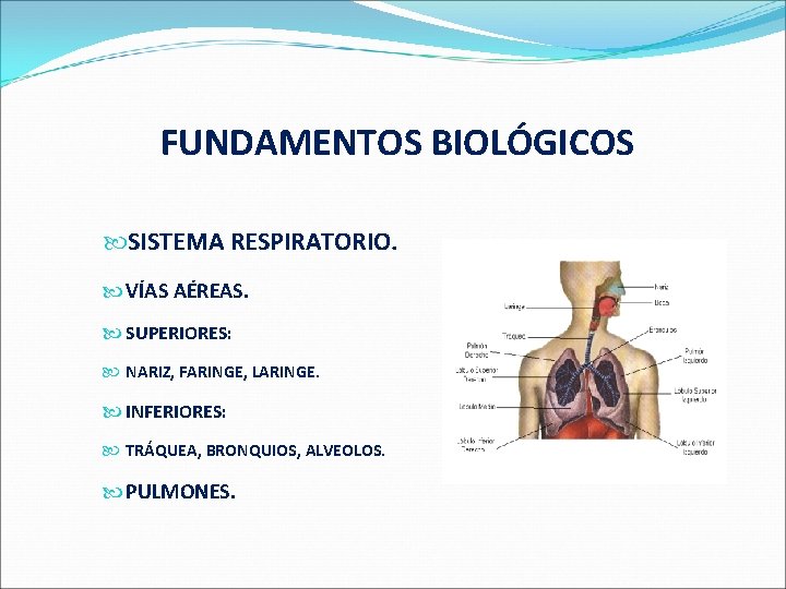  FUNDAMENTOS BIOLÓGICOS SISTEMA RESPIRATORIO. VÍAS AÉREAS. SUPERIORES: NARIZ, FARINGE, LARINGE. INFERIORES: TRÁQUEA, BRONQUIOS,