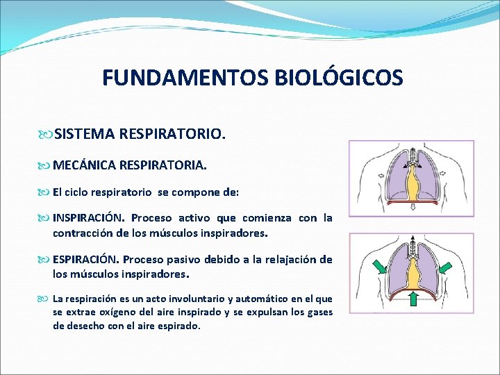  FUNDAMENTOS BIOLÓGICOS SISTEMA RESPIRATORIO. MECÁNICA RESPIRATORIA. El ciclo respiratorio se compone de: INSPIRACIÓN.