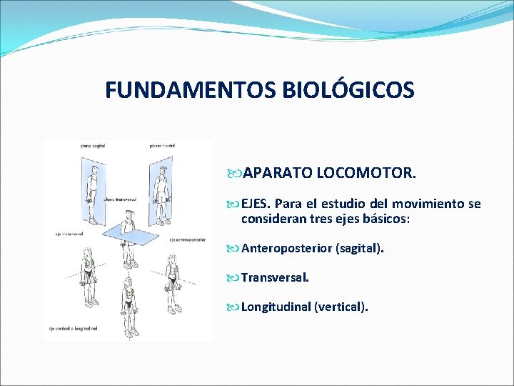  FUNDAMENTOS BIOLÓGICOS APARATO LOCOMOTOR. EJES. Para el estudio del movimiento se consideran tres