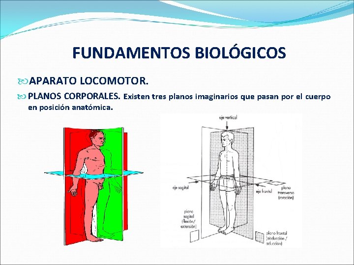  FUNDAMENTOS BIOLÓGICOS APARATO LOCOMOTOR. PLANOS CORPORALES. Existen tres planos imaginarios que pasan por