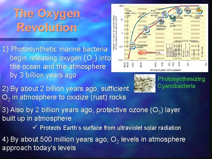 The Oxygen Revolution 1) Photosynthetic marine bacteria begin releasing oxygen (O 2) into the