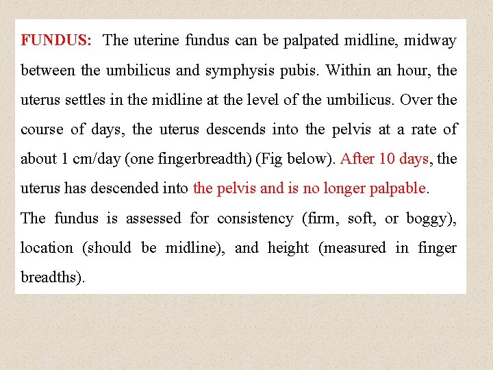 FUNDUS: The uterine fundus can be palpated midline, midway between the umbilicus and symphysis