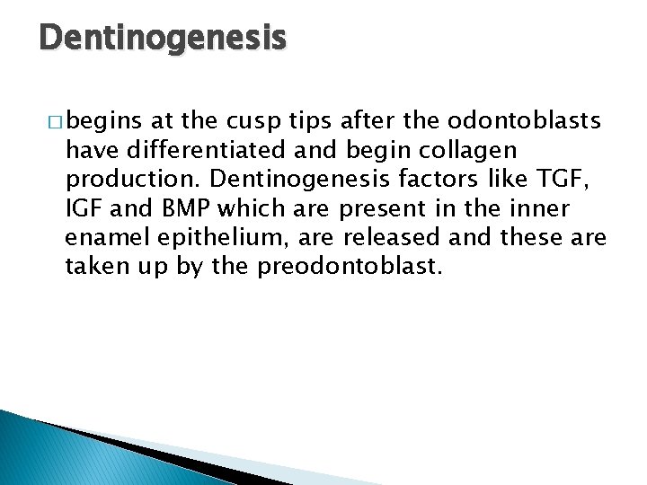 Dentinogenesis � begins at the cusp tips after the odontoblasts have differentiated and begin