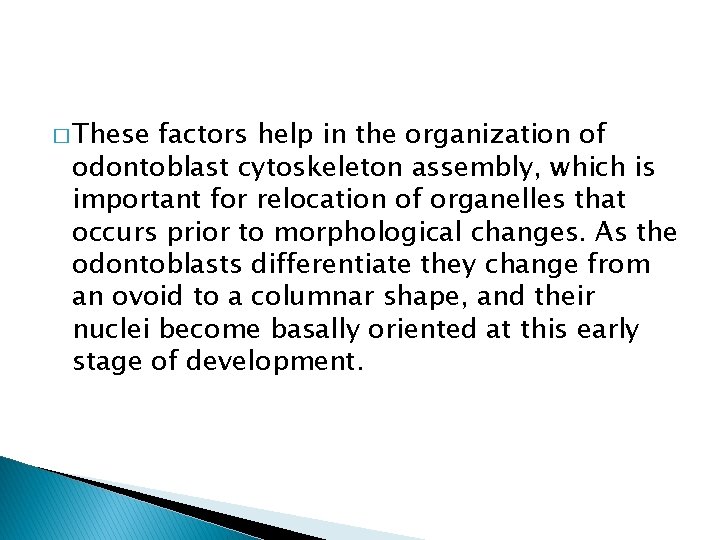 � These factors help in the organization of odontoblast cytoskeleton assembly, which is important