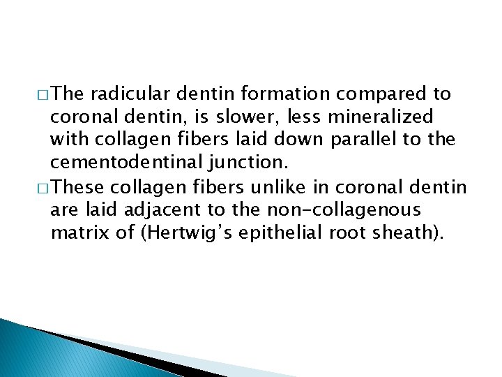 � The radicular dentin formation compared to coronal dentin, is slower, less mineralized with