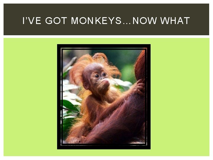 I’VE GOT MONKEYS…NOW WHAT 