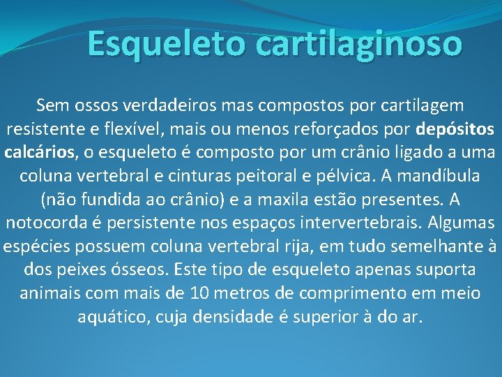 Esqueleto cartilaginoso Sem ossos verdadeiros mas compostos por cartilagem resistente e flexível, mais ou