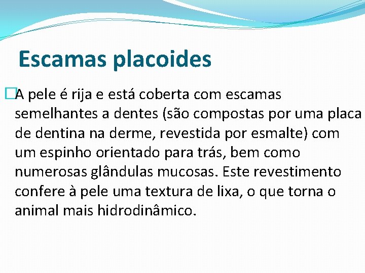 Escamas placoides �A pele é rija e está coberta com escamas semelhantes a dentes