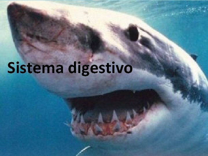 Sistema digestivo 