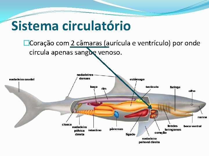 Sistema circulatório �Coração com 2 câmaras (aurícula e ventrículo) por onde circula apenas sangue