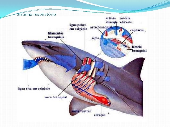 Sistema respiratório 