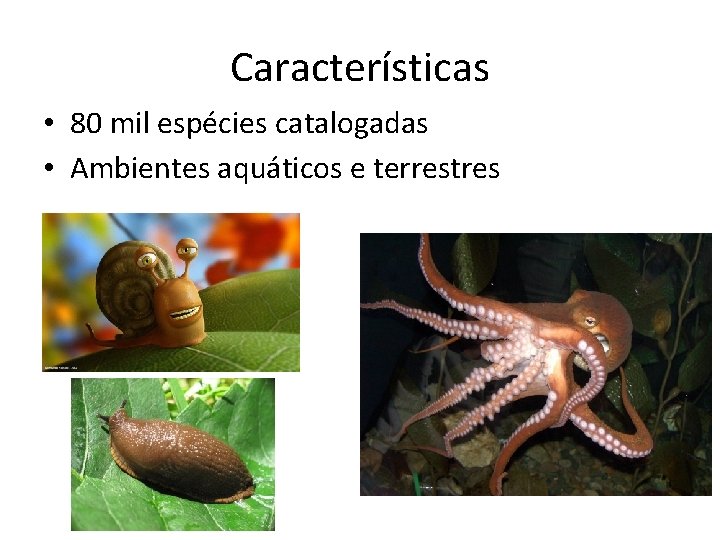 Características • 80 mil espécies catalogadas • Ambientes aquáticos e terrestres 