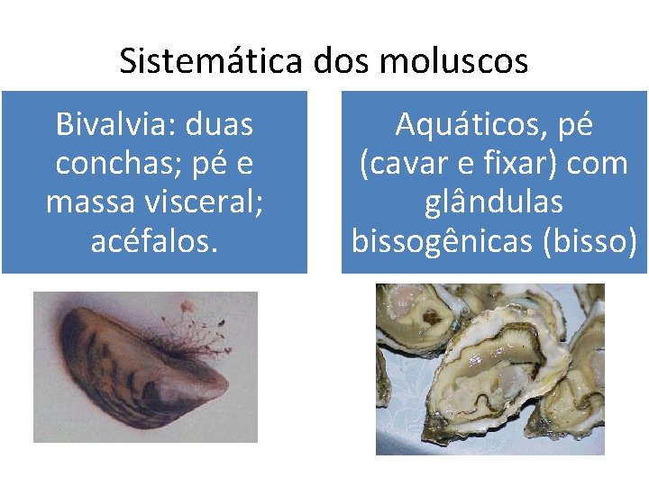 Sistemática dos moluscos Bivalvia: duas conchas; pé e massa visceral; acéfalos. Aquáticos, pé (cavar