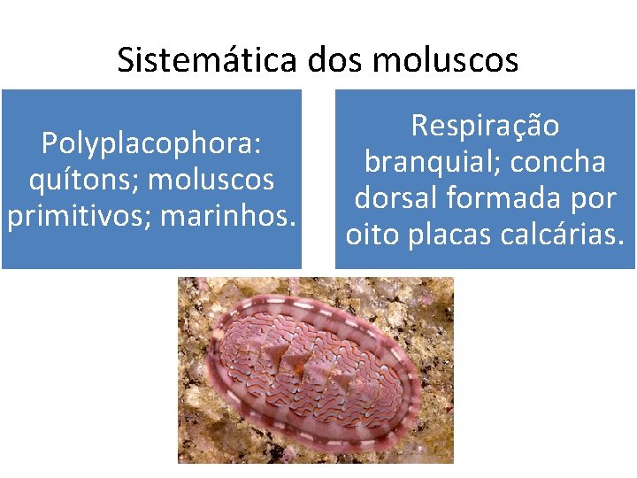 Sistemática dos moluscos Polyplacophora: quítons; moluscos primitivos; marinhos. Respiração branquial; concha dorsal formada por
