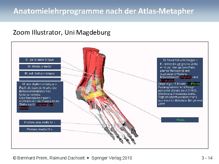Anatomielehrprogramme nach der Atlas-Metapher Zoom Illustrator, Uni Magdeburg © Bernhard Preim, Raimund Dachselt Springer