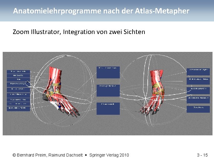 Anatomielehrprogramme nach der Atlas-Metapher Zoom Illustrator, Integration von zwei Sichten © Bernhard Preim, Raimund